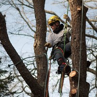 Tree Fellers Employee John Jayne's profile photo