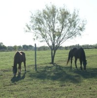 Equine Assisted Growth and Learning Association Employee Connie Baldwin's profile photo