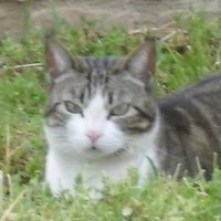 Sintex Employee Roberto Malvestio's profile photo