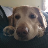 NAPLES HEART RHYTHM SPECIALISTS, PA Employee Matthew Palicka's profile photo