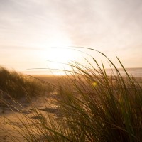 TokenPocket Employee Thomas Shelby's profile photo