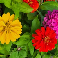 Centene Corporation Employee Lisa Crouch's profile photo