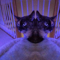 Jane Lin Email & Phone Number