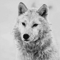 Marko Obradovic Email