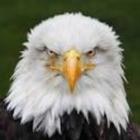 Eagle Oxide Services Employee Harry Calder's profile photo