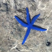 Mark Bornstein Email & Phone Number