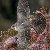 2B Technologies Employee David Zingfa's profile photo