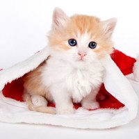 keywordspy Employee Peter Zmijewski's profile photo