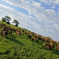 Cookhouse Creamery Employee Chulumanco Tshingana's profile photo