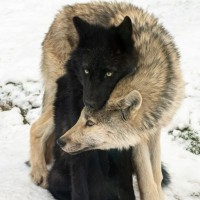 Abarca Health Employee William Wolf's profile photo