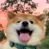 Amber Group Employee 邓振华's profile photo