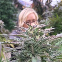 Kush.com Employee Sarah May's profile photo