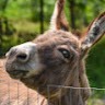 Wolf Park Employee Caity Judd's profile photo