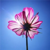 MiniTool Solution Ltd. Employee Lo Rourou's profile photo