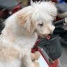 Đức Hòa Email