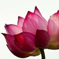 Vaya Health Employee Christina Dupuch's profile photo