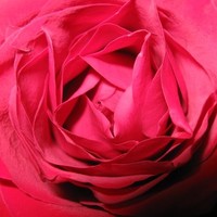 Rose Moore Email & Phone Number