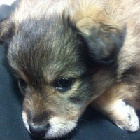 Coesa Employee Michele Arancio's profile photo