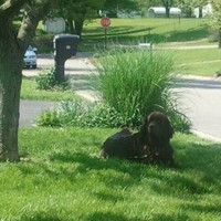 Petland, Inc. (USA) Employee Brady Cunningham's profile photo