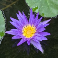 Voluntary Employee Amanda Thomas's profile photo