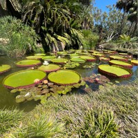 Ganna Walska Lotusland Employee Patricia Sadeghian's profile photo