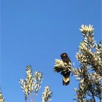 RMIT University Employee Jing Qi's profile photo