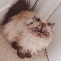 Robinhood Employee Yue Lu's profile photo