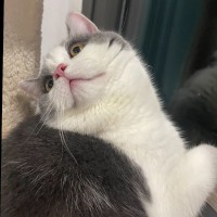 teehee Employee Yu Wang's profile photo