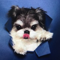 sincetimes.com Employee Jin Ting's profile photo