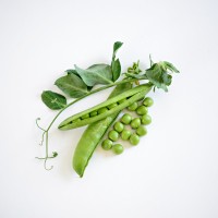 Brotherton Seed Company, Inc. Employee Scott Marks's profile photo