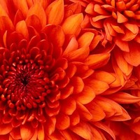 Anna Daniels Email & Phone Number