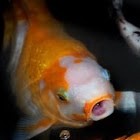 TxLayer Employee Louis Buchbinder's profile photo