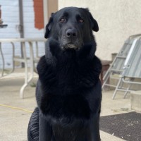 FRONTGATE Employee Sophia Dog's profile photo