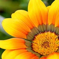 SELF Magazine Employee Nika Patel's profile photo