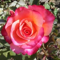 Tabitha Estrada Email & Phone Number