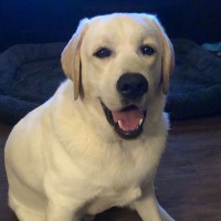BrainCX Employee Clancy Thedog's profile photo