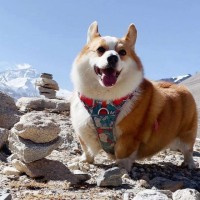 Corgibytes Employee Gu Wenjie's profile photo