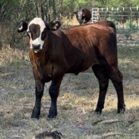 SouTex Spikes & Cattle, LLC Employee Cesar Peña's profile photo