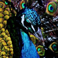 Harvest Media Company Employee Christopher Eley's profile photo