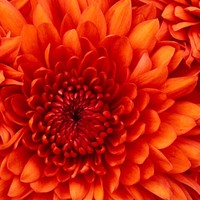 ASG Employee Eboni Williams's profile photo