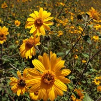 Broadridge Employee Sayed Ali's profile photo