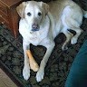 WellMore Holdings Employee Lynn Harshbarger's profile photo