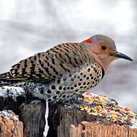 Sherry Ford Email & Phone Number