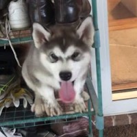 Tumut Auto Electrics Employee Darrel Hursey's profile photo