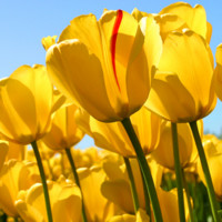 Infosys Employee Siya Sharma's profile photo