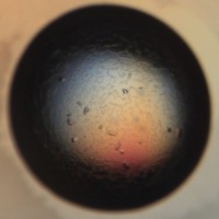 Auspep Employee Matthew Cvek's profile photo