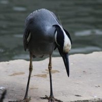 Deb Casey Email & Phone Number