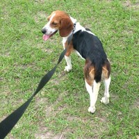 McNeely Pest Control Employee Ryan Hellard's profile photo