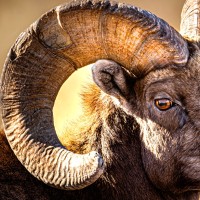 Outdoor Sportsman Group Employee Darren Choate's profile photo