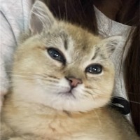 阿里云计算有限公司 Employee Zhiyuan Chai's profile photo